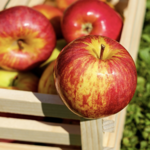 Hot Best Selling Fresh Fuji Red Apples-Top Grade Cold Storage 6 Months Shelf Life