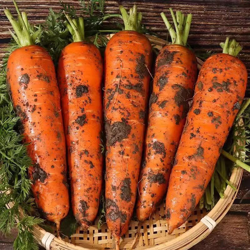 Wholesale High China Organic Fresh Carrot Orange Color Sizes S/M/L 1-2 Month Shelf Life for Food Beverage Market