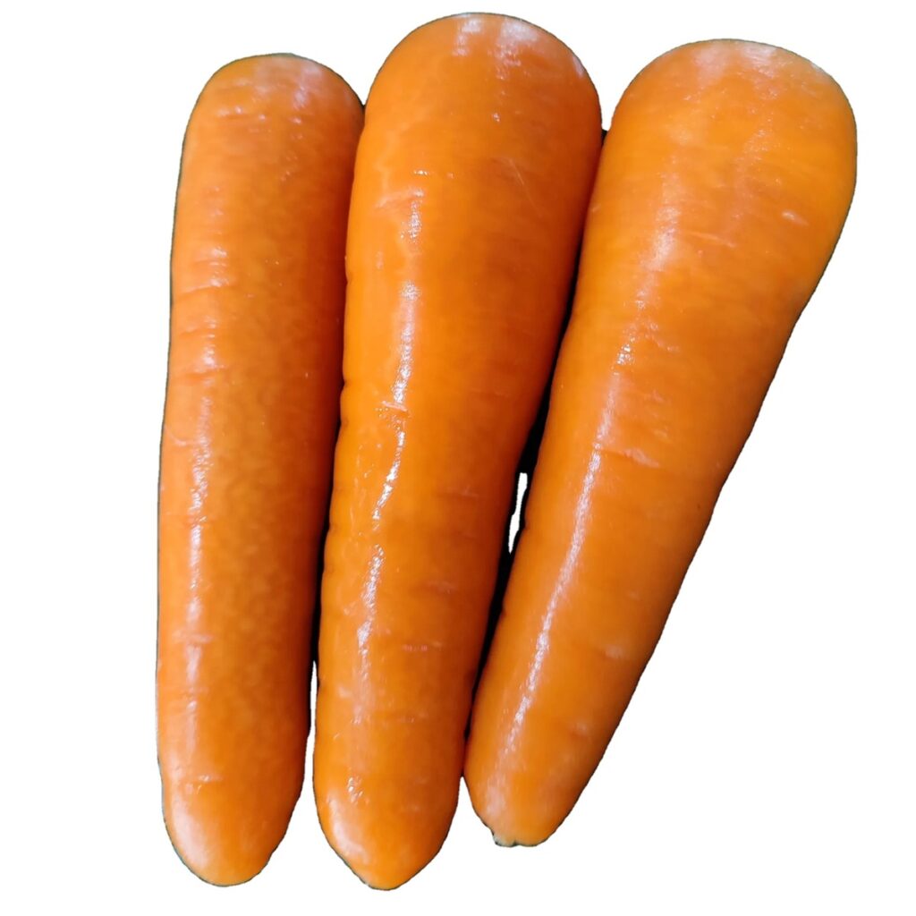 High Quality ISO22000 Certified Fresh Carrots Year Best Price S/M/L Sizes-2L/3L Agrifarm Cultivation Cold