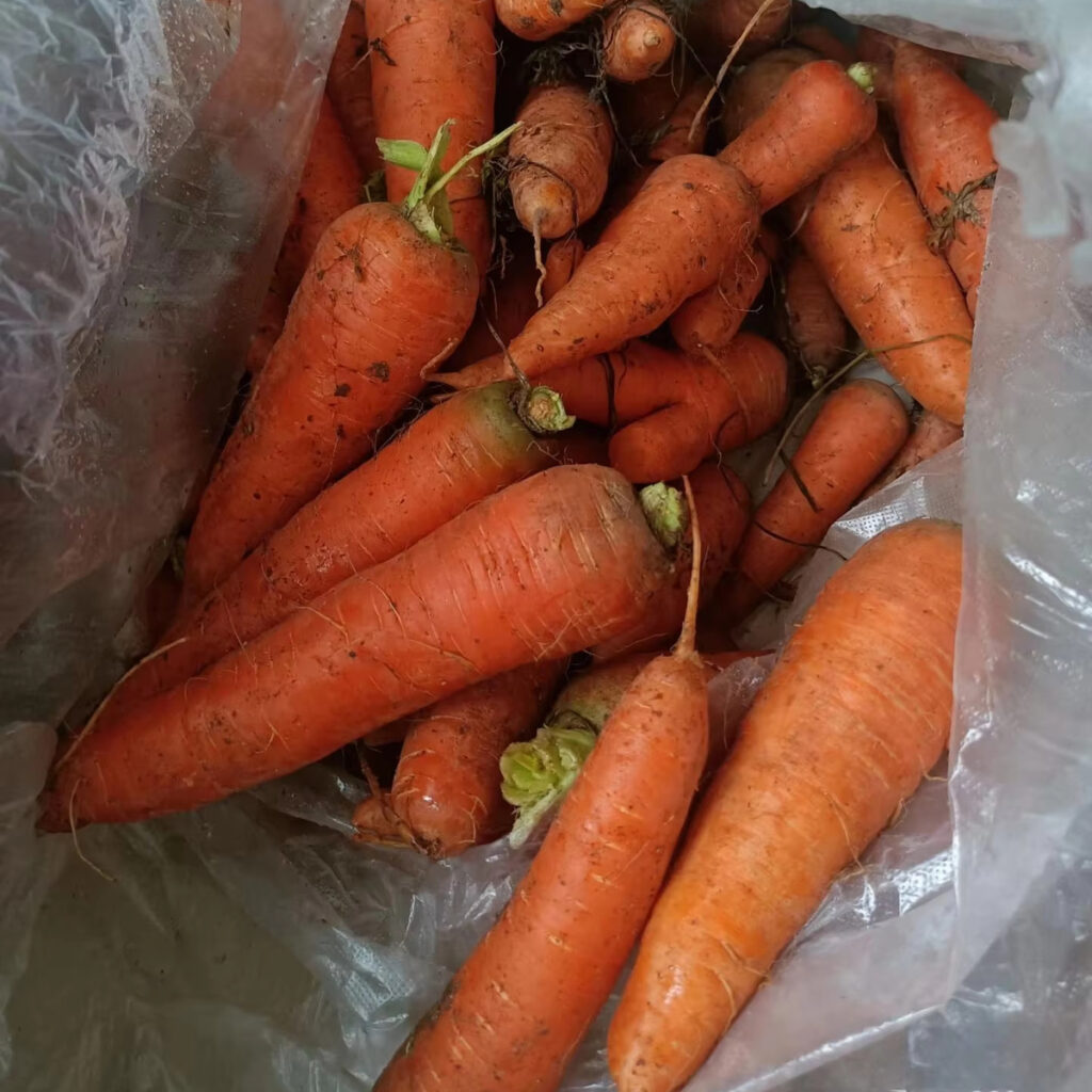 Organic Carrot 316 Variety Red 20cm 0.15kg Carton Small Medium Large Fresh Food Vegetables 3 Months Shelf Life for Cold Storage