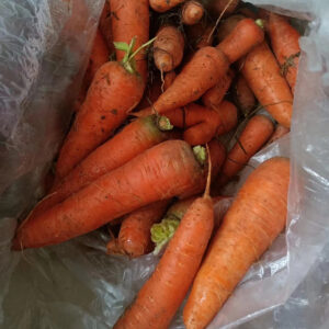 Organic Carrot 316 Variety Red 20cm 0.15kg Carton Small Medium Large Fresh Food Vegetables 3 Months Shelf Life for Cold Storage