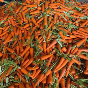 New Crop Fresh Organic Vegetables Wholesale Carot/carrot Seeds Price of Carrots in Bulk for Export