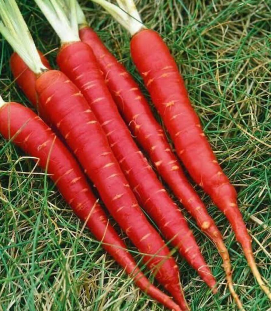 High Quality Carrots Wholesale Red Carrot Organic Fresh Carrots for Sale