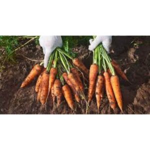 New Production Best Sale Online Carrot Nantes Op Variety with Orange Fruit Cob High Yield Quality Material