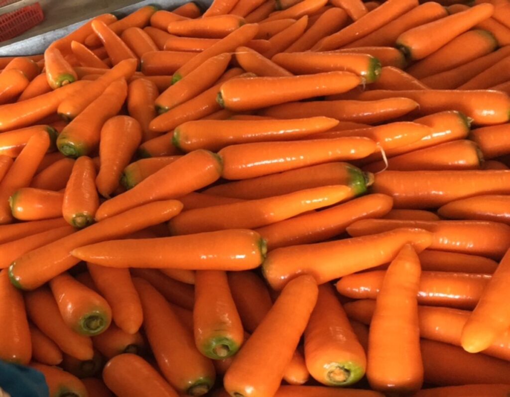High Quality Red Fresh Carrots Best Price for Main Dishes in Asia Middle East Naturally Sweet Taste Rich Vitamins