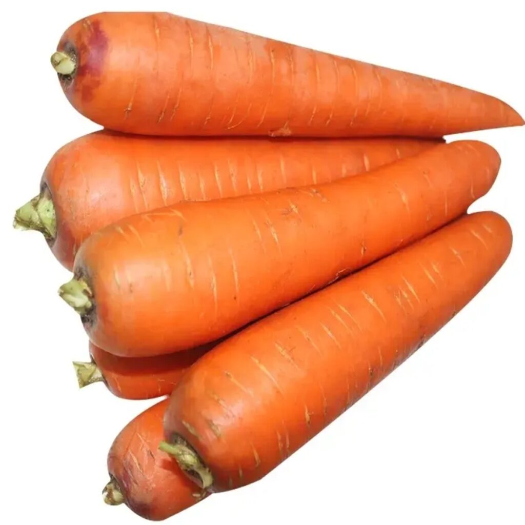 Fresh Organic Carrots High Quality Long Red Variety 80cm Size Newest Crop Mildly Sweet for Food Use