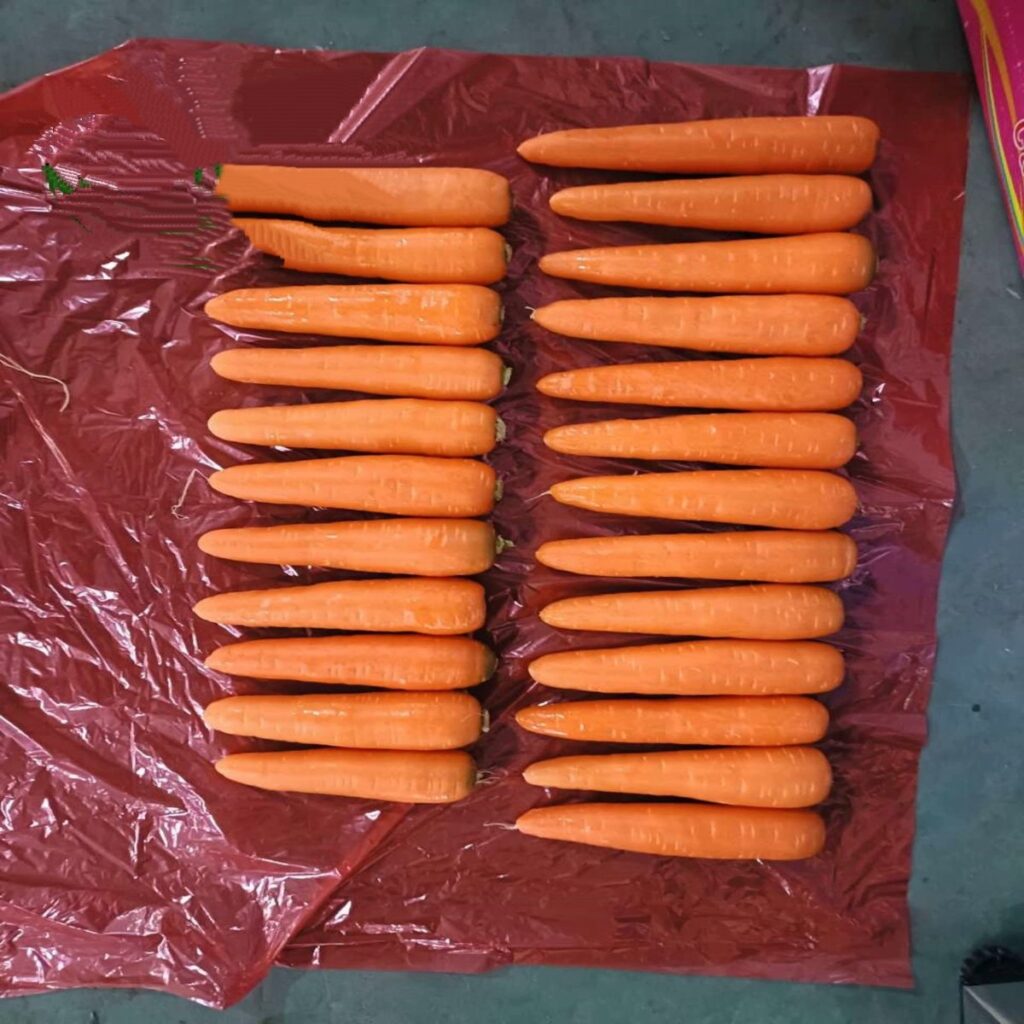 Organic Fresh Carrots Top Grade From Africa