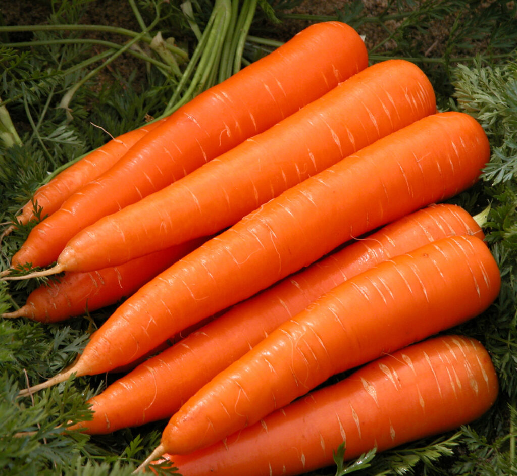 Organic Wholesales Carrot Fresh Good Cheap Carrot Exporting