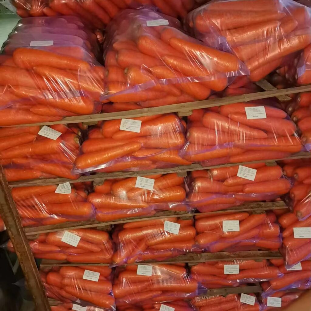 New Crop Clean Carrot Big Size Fresh Carrot 50lbs/Plastic Bag From Africa
