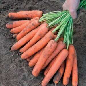 Organic Fresh Carrots Wholesale Bulk Washed & Graded 10kg Mesh Bags Ready for Export