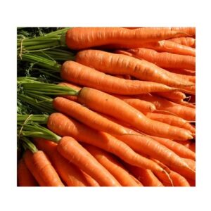 Cheap Wholesale High Quality Organic Fresh Carrots in Bulk Custom Specification