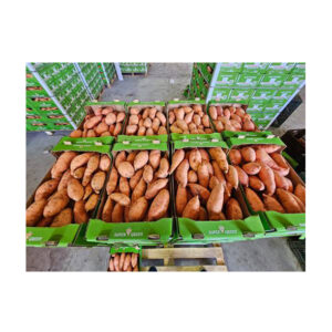 Africa Origin Export Top Selling Excellent Quality Delicious Sweet Potato | Africa Fresh Vegetables Sweet Potatoes