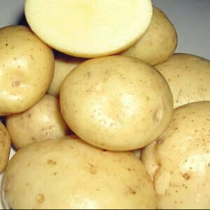 Bintje Potatoes best price