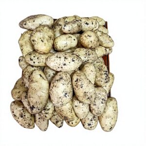 High Quality Fresh Potato Packed with Carton Egypt Factory Directly Export