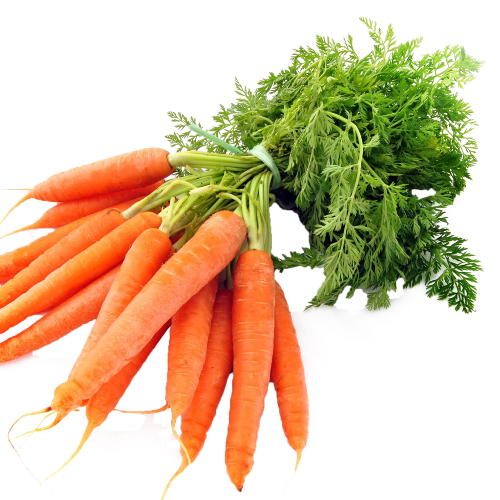 Fresh Organic Premium Quality Carrots Farm Fresh Vegetables africa