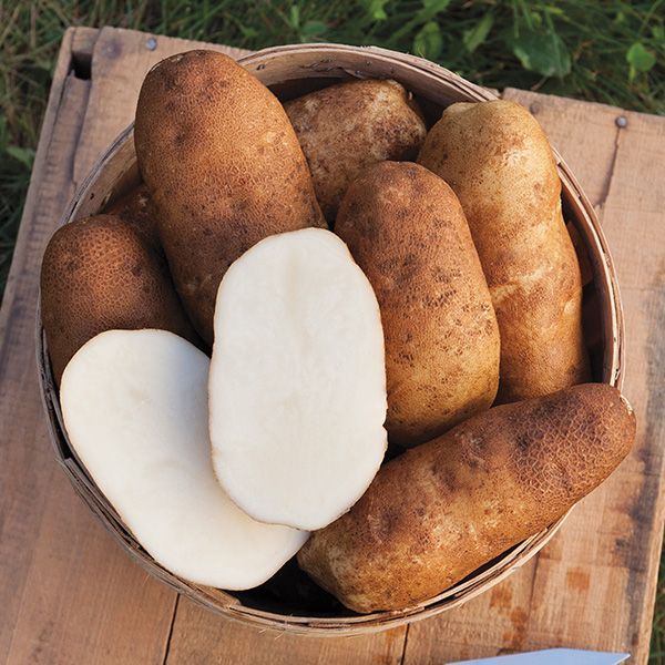 Organic Russet Burbank Potatoes Fresh Irish Variety Cultivated for Premium Taste and Nutrition