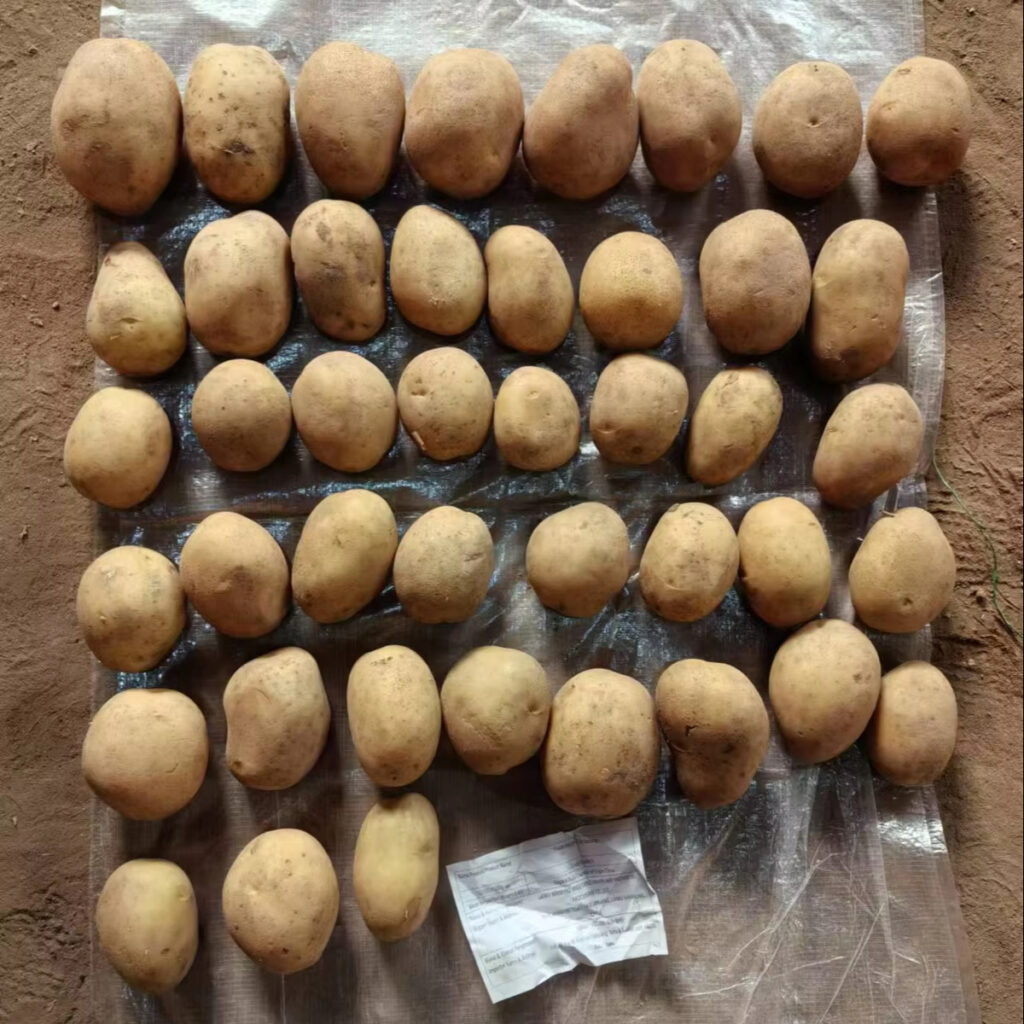 Cheapest Fresh Potato Professional Export Best Grade Natural Potato