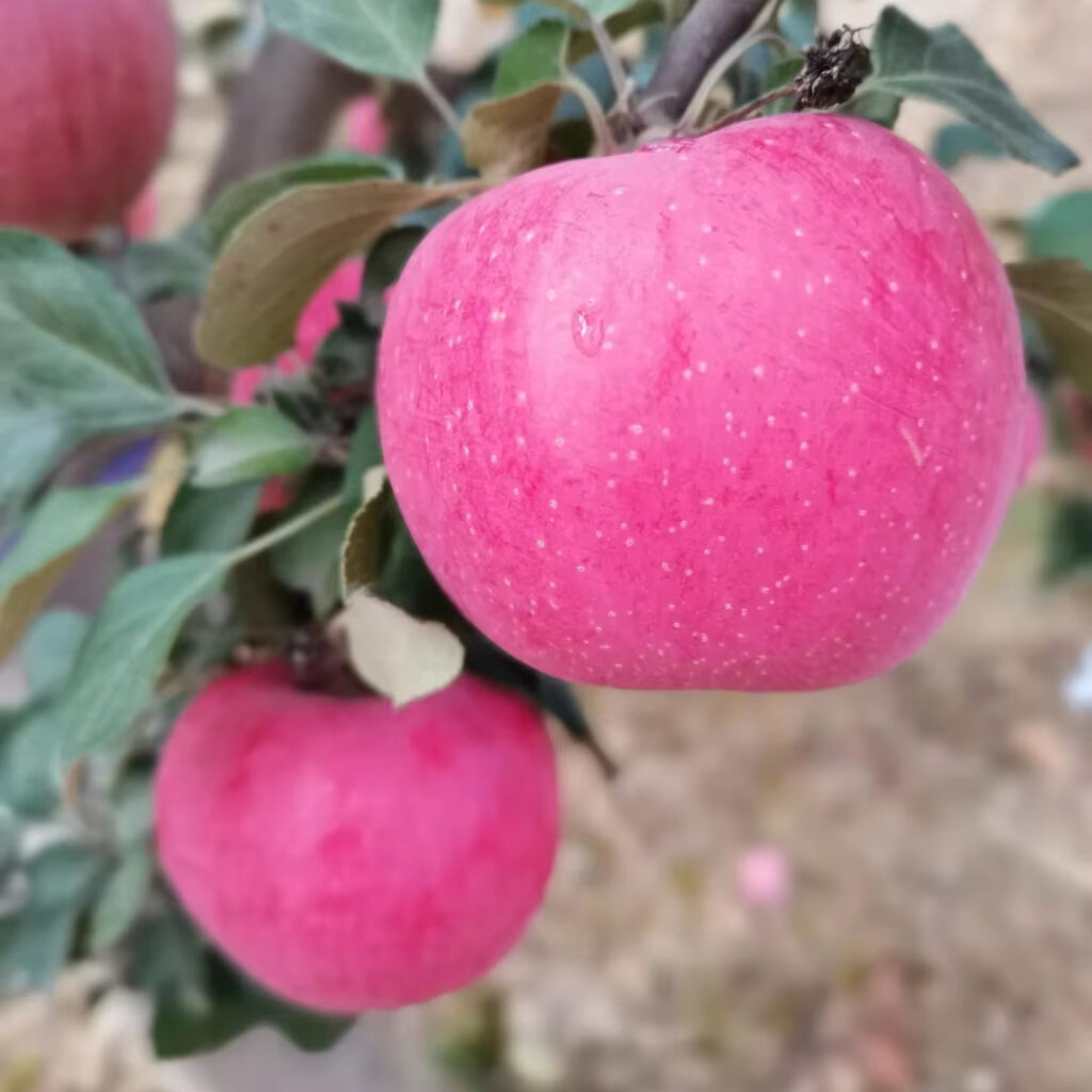 Fresh Fuji Red Apple Fruits Red Pome Sweet Fruits Export Wholesale Best Price Organic China Fuji Apple