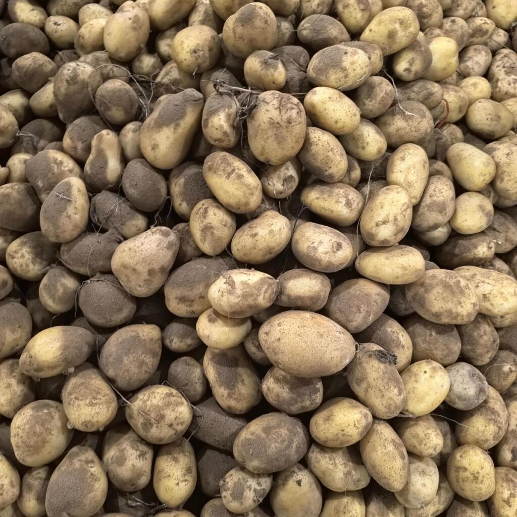 Wholesale New Season Yellow Potato Factory Cheap Price 85-150g 100-200g Holland Potato 10kg 20kg Packing