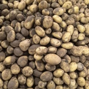 Wholesale New Season Yellow Potato Factory Cheap Price 85-150g 100-200g Holland Potato 10kg 20kg Packing