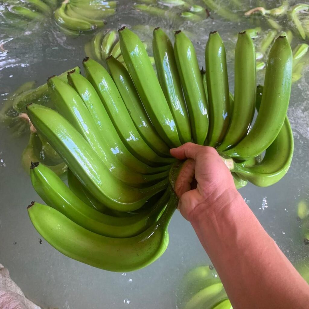 Fresh Cavendish Bananas Premium Tax Free fom Africa