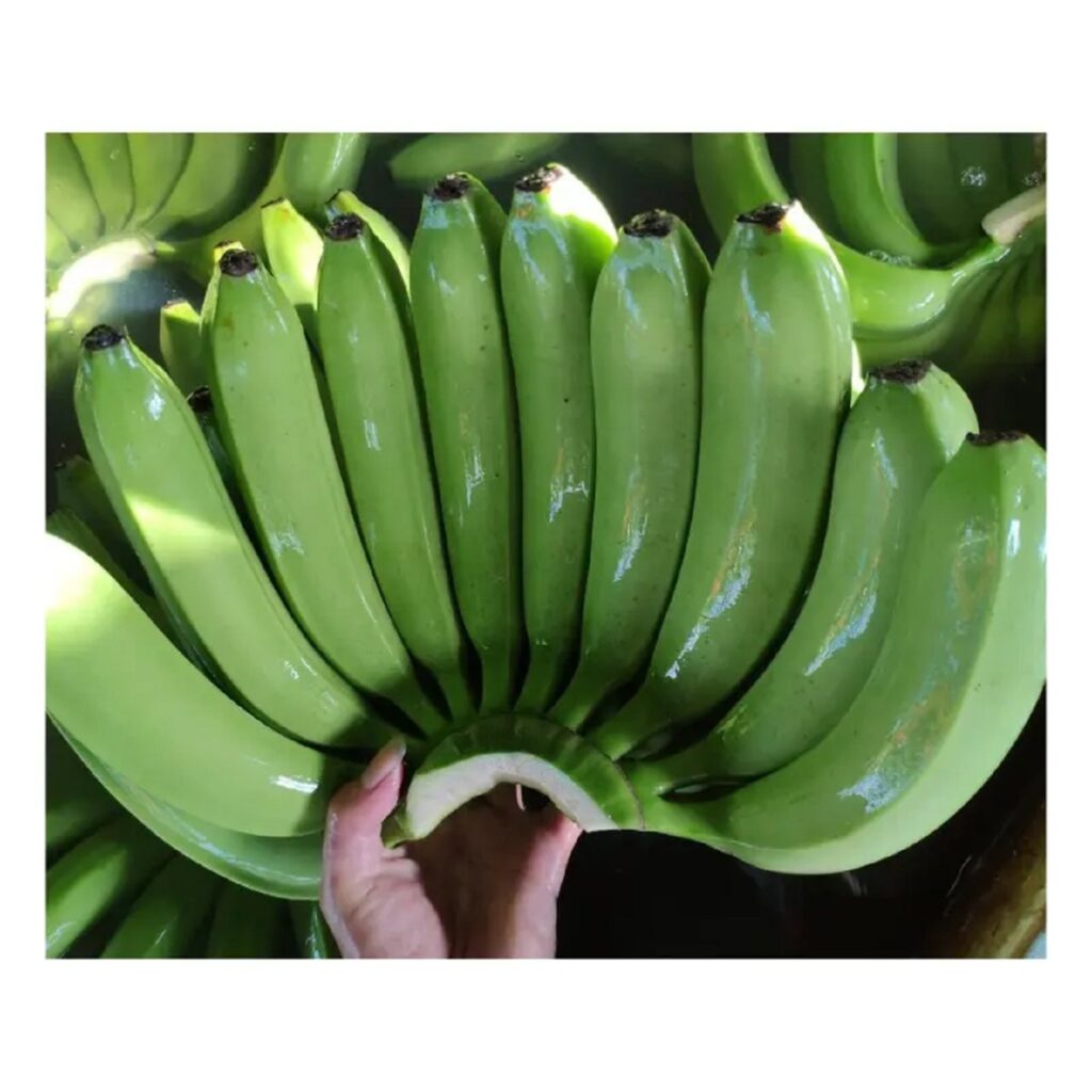 CHEAPEST BANANA GUARANTEED - Fresh Long Green Cavendish Banana Export 100% Free Tax Worldwide - No.1 Quality for Best Price