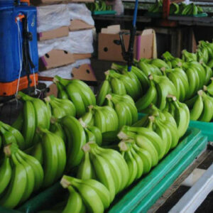 A GRADE Premium Cavendish Banana 20cm Finger Size Fresh Ecuadorian Yellow Green Vacuum Packed GAP Certified 19.5kg Turkey