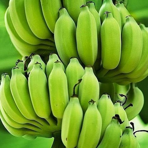 Organic Raw Green Cavendish Bananas Fresh Organic Cultivated Bananas