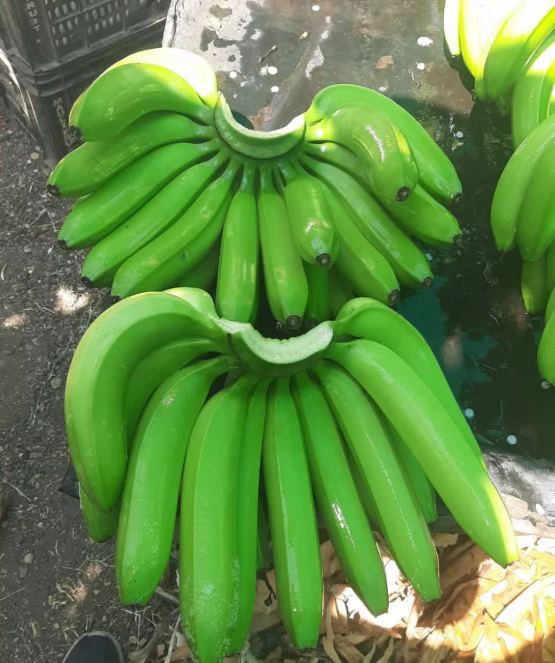 High Quality Fresh Organic Green Banana for Cooking 2 to 4 Weeks Shelf Life Healthy Top Grade From India Exporter Bulk Price