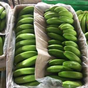 Natural High Quality Green Cavendish Banana Wholesale Top Grade Bananas Best Price Fresh Bananas