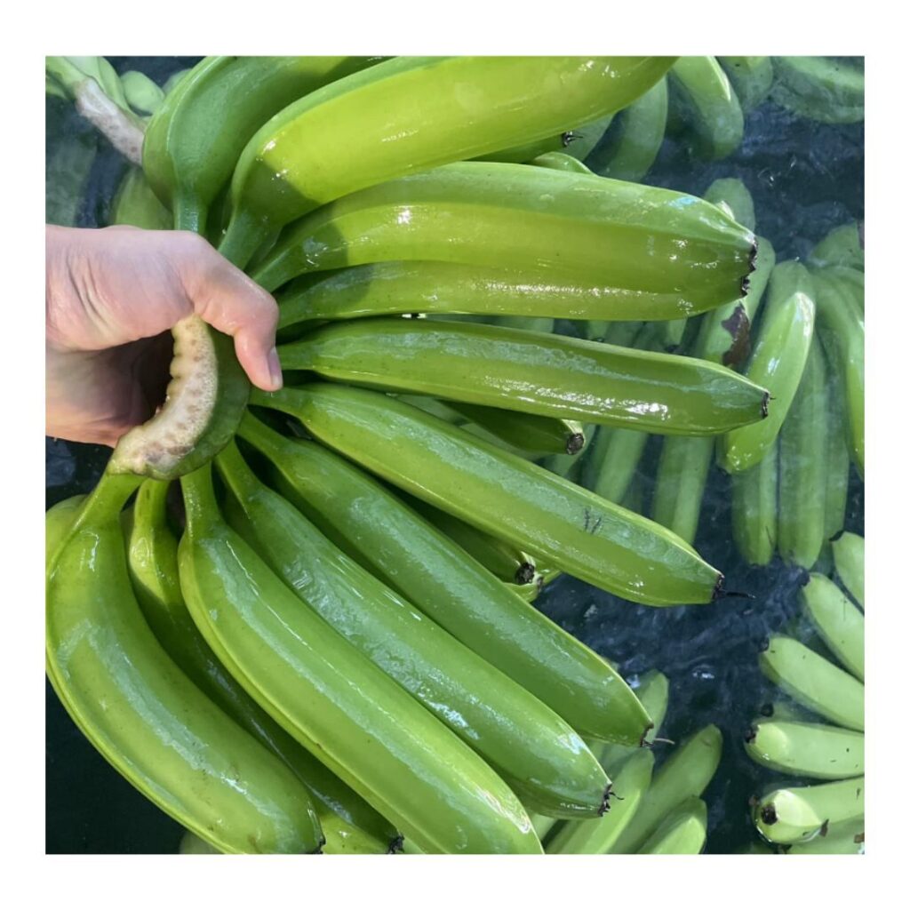 NEW COMPETITIVE PRICE YUMMY FRESH CAVENDISH BANANA TOP SALE AFRICA EXPORTERS - LONG and BEAUTY APPEARANCE WITH GOOD FLAVOR