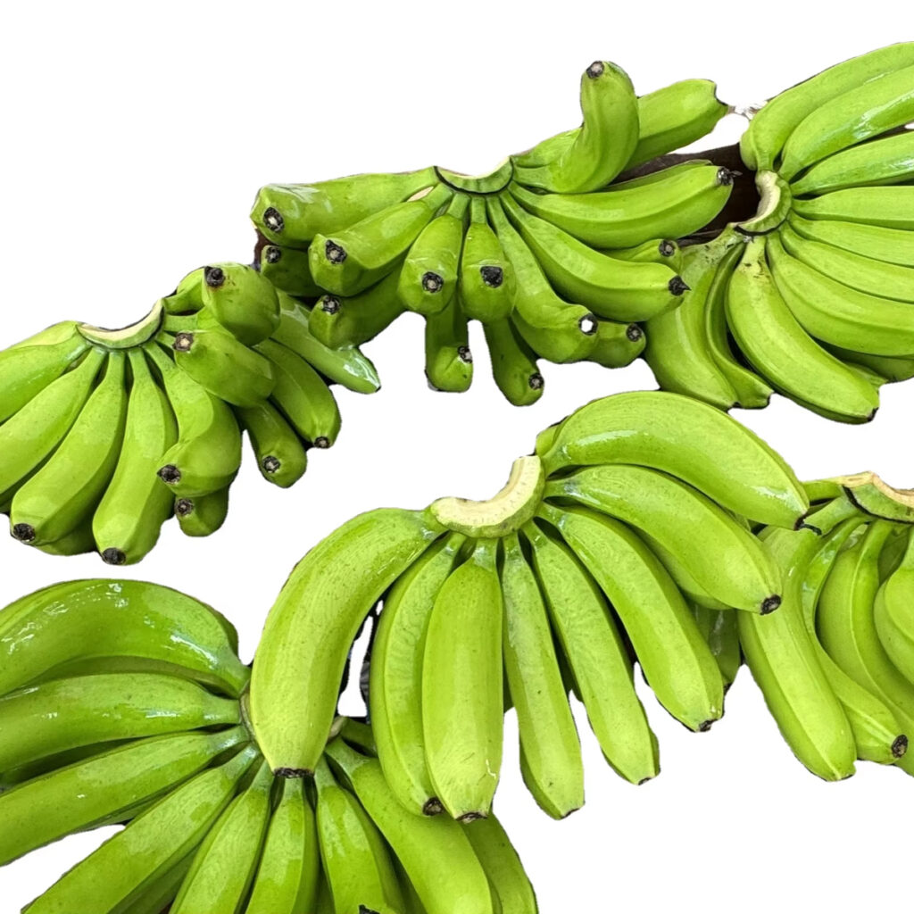 Fresh Cavendish Banana Wholesale Supply From Africa