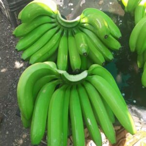 Hot Selling Natural Green Bananas (Wild Variety) for Cooking-Healthy Top Grade Organic From Africa Manufacturer Fresh