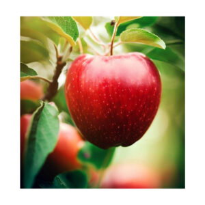 Buy red apples best price for wholesalers and retailers