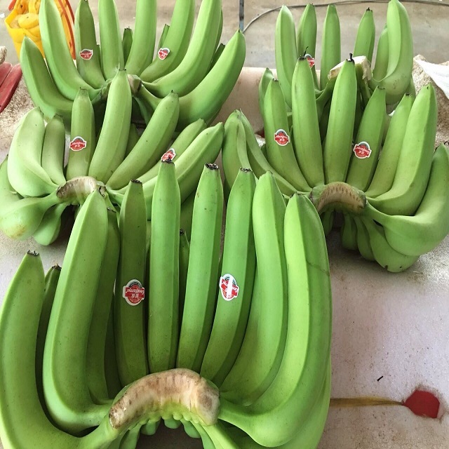 High Quality Organic Green Cavendish Fresh Plantain Premium Fresh Bananas!
