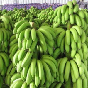 Fresh Cavendish Banana Wholesale Supply From Africa Class A Fresh Cavendish Banana