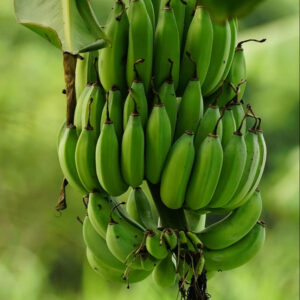 Top Quality Fresh Cavendish Banana from Africa Green Banana Exporter Supplying Fresh Fruits and Vegetables at Best Price