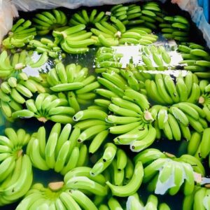 Best Quality -Fresh and Delicious Cavendish Banana -Tropical BANANE Style Cavendish Customized - Natural Green Bananas 