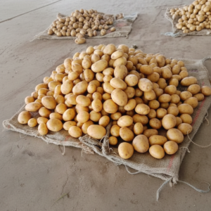 Best Selling Long Shelf Life Fresh Potatoes High Quality Premium African Potatoes for Export Trade Available At Export Price