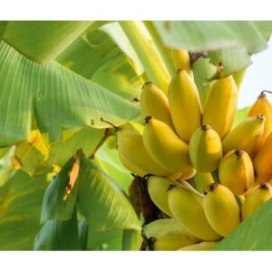 Premium Fresh Elaki Bananas Naturally Sweet Healthy Fruit for Daily Consumption and Bulk Wholesale Supply