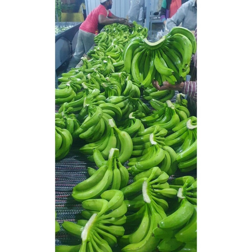 Total Organic Sweet and Creamy Fresh Bananas 1 Week Shelf Life
