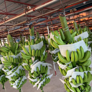 Premium Fresh Banana Fruit Naturally Sweet Farm-Grown Full of Nutrition From Africa Agriculture farmland Brand 24 Months Shelf Life