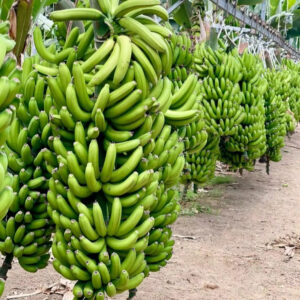 Wholesale Fresh Green Cavendish Bananas Africa Direct Supplier High Quality Best Price for Export