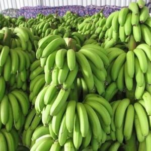 Wholesale Certified Cultivation Type Organic Fresh Cavendish Green Bananas