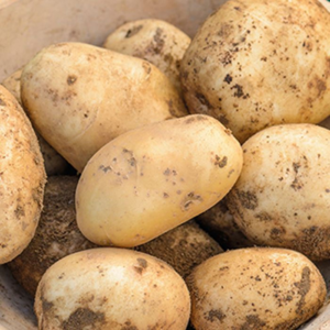 Customized Requirements for Sale Top Selling Fresh Vegetables Potatoes With Wholesale Available in Cheap Wholesale Price
