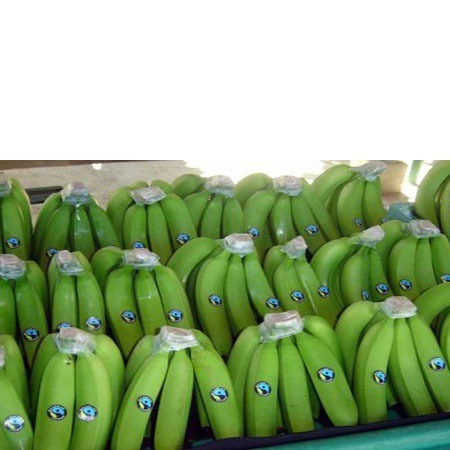 Fresh Organic Premium Cavendish Banana 4 5 6 Hands 15kg