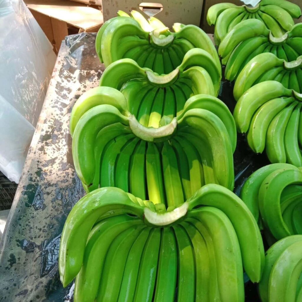 High Quality Fresh Indian Cavendish Premium Bananas Hot Selling Export Grade Cavendish Bananas