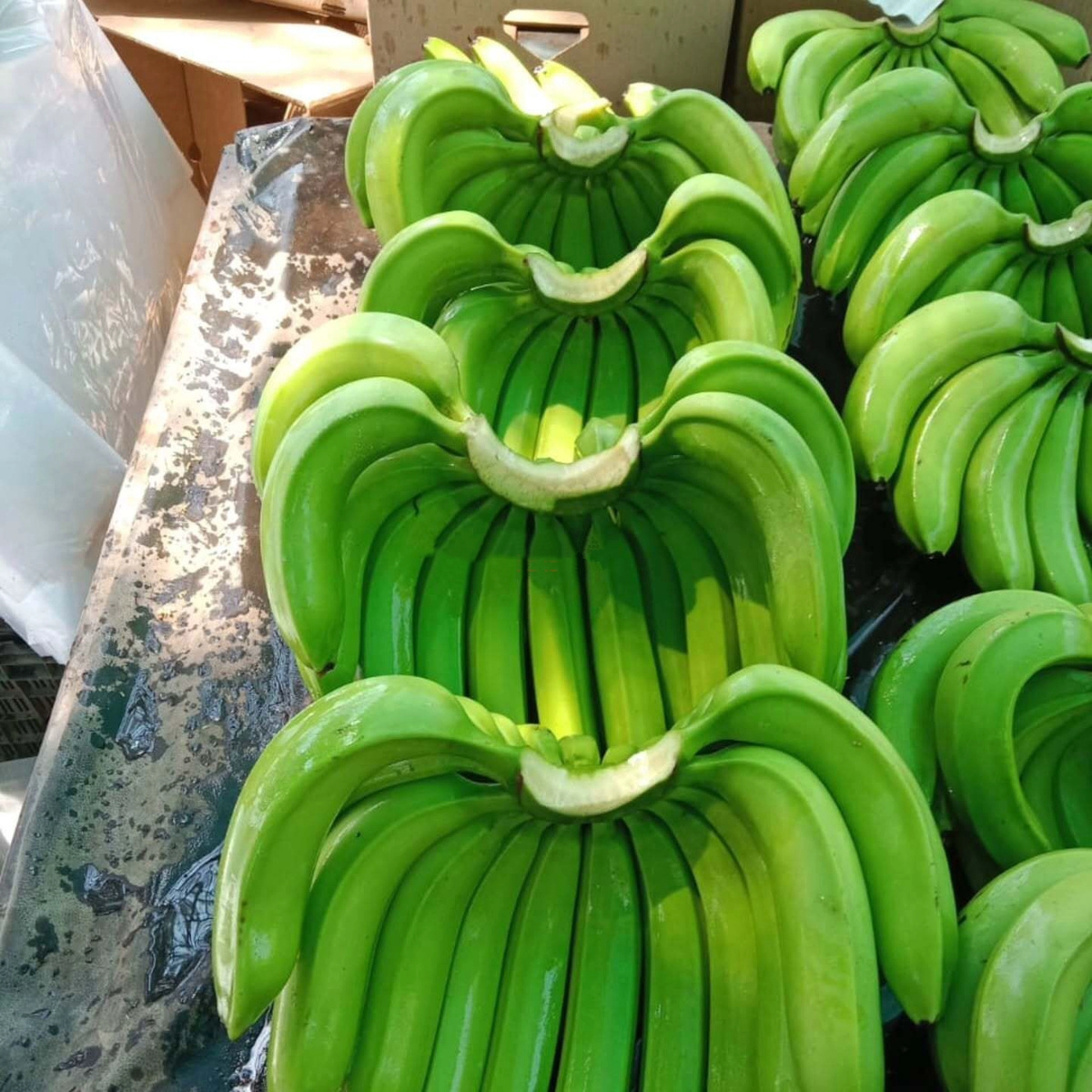High Quality Fresh Indian Cavendish Premium Bananas Hot Selling Export Grade Cavendish Bananas