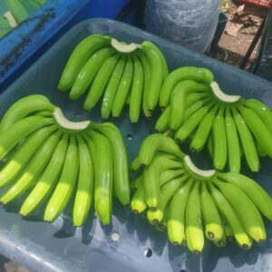 Wholesale Cheap Cavendish Banana Top Quality Fresh Sweet Yellow/Green Cavendish Banana - Fresh Fruits Wholesale Factory Price