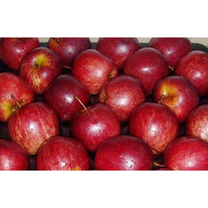 Hot Selling High Quality Top Red Gala Fresh Apples for Wholesale